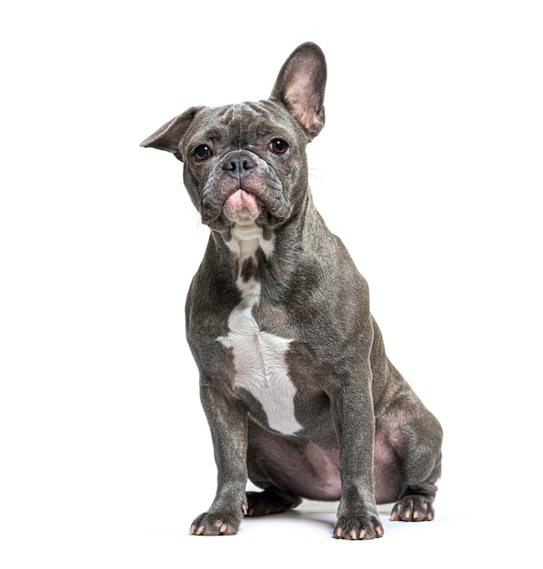 Photo young grey french bulldog sitting in front