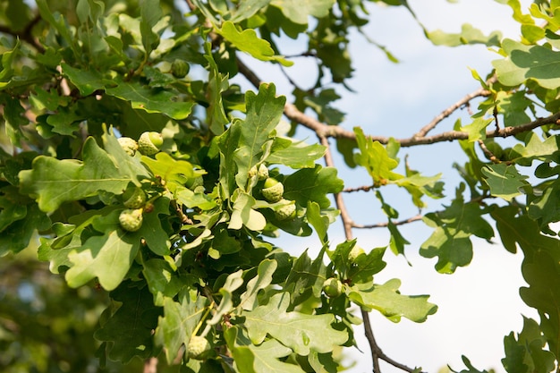 A young growing green acorn Wildlife