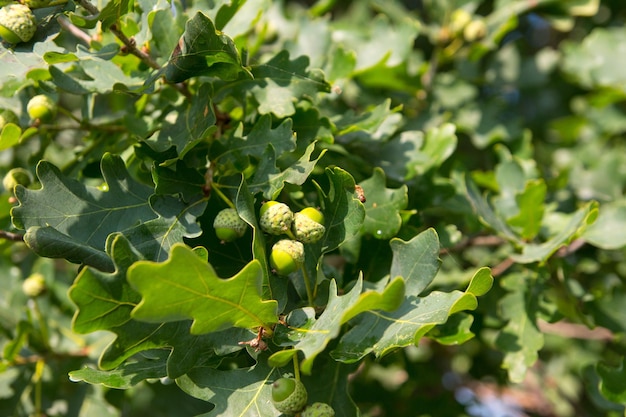 A young growing green acorn Wildlife