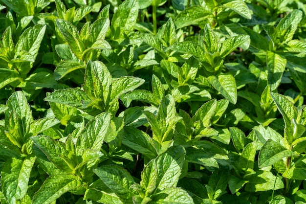 Young growing mint in garden flowerbed