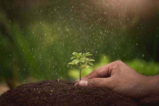 Young growing plant on soil holding by farmer hand