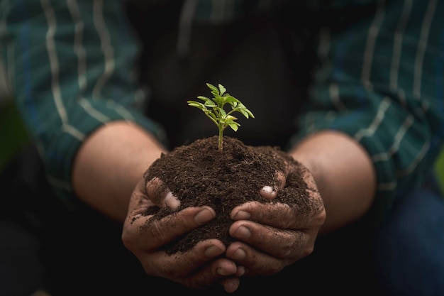 Young growing plant on soil holding by farmer hand