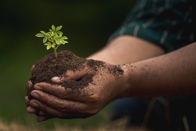 Young growing plant on soil holding by farmer hand