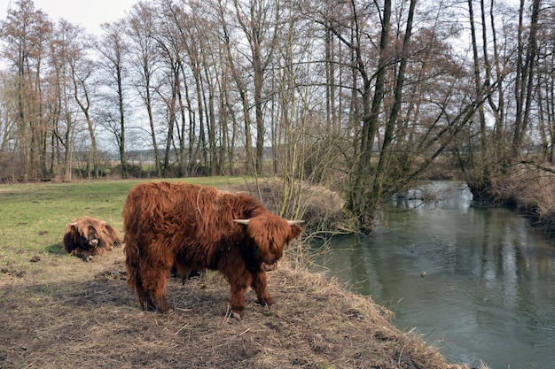 Young hairy brown bulls graze on the grass in the pasture near the river and the park