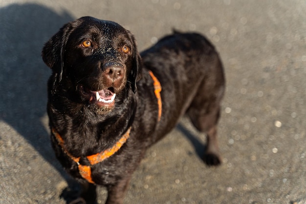 Young happy browm retriever looking at the camera while walking on the beach