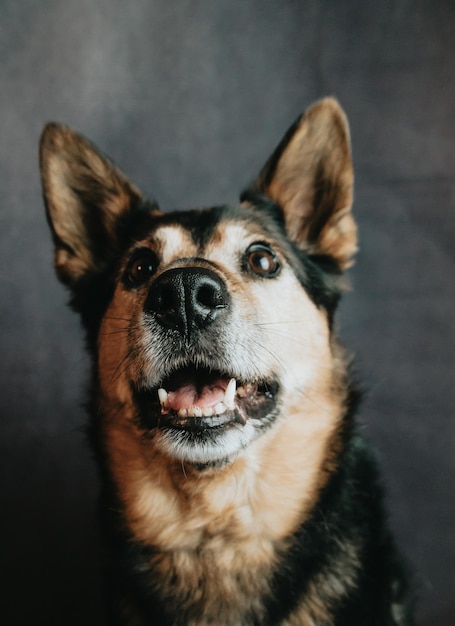 Young and happy short haired German Shepherd frontal close up portrait, smiling dog happy looking for food. Funny dog hungry. Dark background, animal dog health care concept