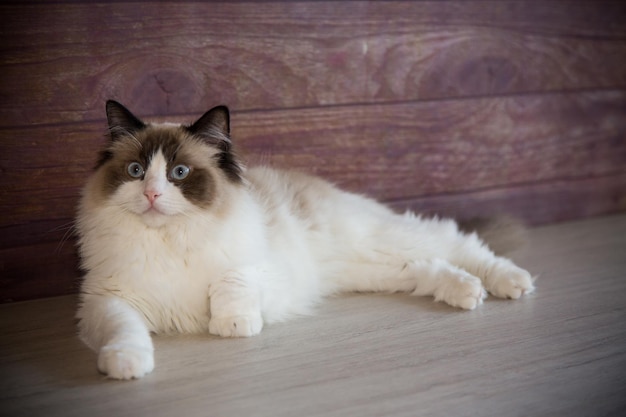 Young healthy beautiful purebred Ragdoll cat at home