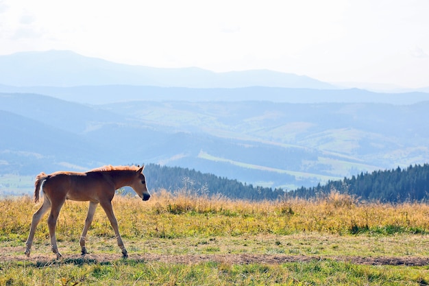 Young horse against a mountain landscape