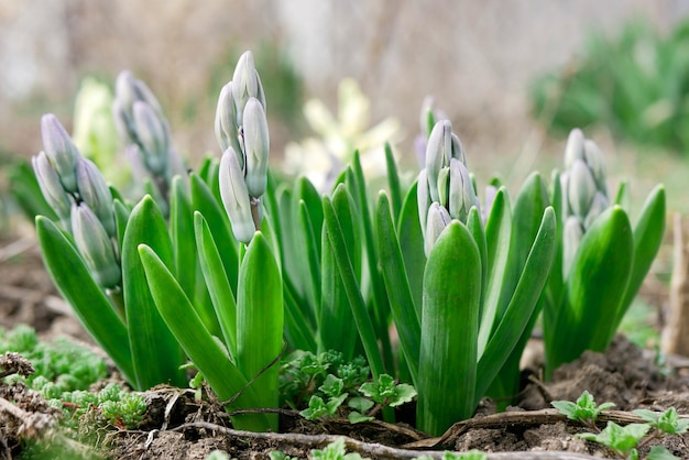 Young Hyacinths sprouts in early spring garden