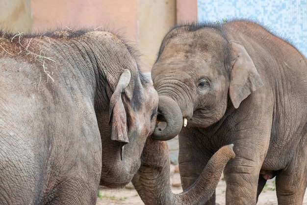 Young Indian elephants (Elephas maximus)