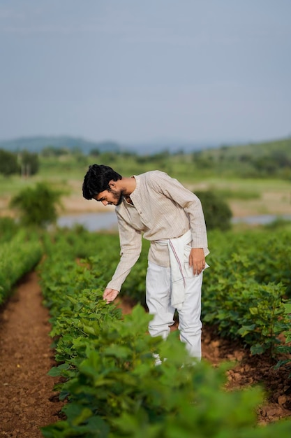 Young Indian farmer examining a plant in a cotton field