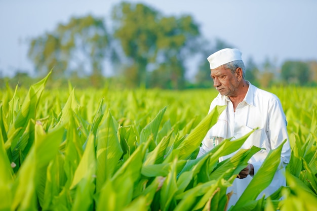 young indian farmer at field