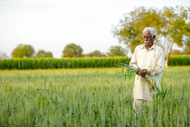 Young Indian farmer standing at wheat field