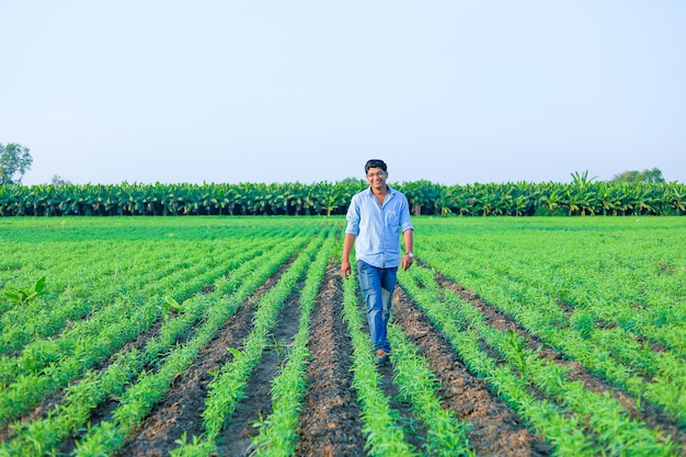 young  indian farmer at wheat field