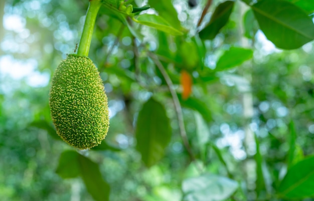 Young jackfruit on jackfruit tree in a tropical fruit garden Baby jackfruit on blur background