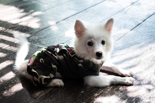 Young Japanese Spitz