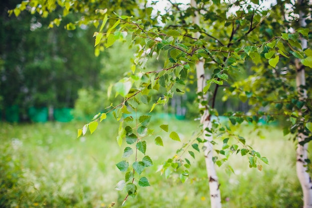 Young juicy green leaves on the branches of a birch in the sun outdoors in spring summer close-up macro on the background of birch trunk.