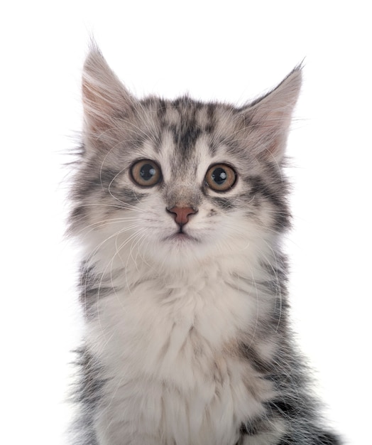 Young Kurilian Bobtail isolated on white