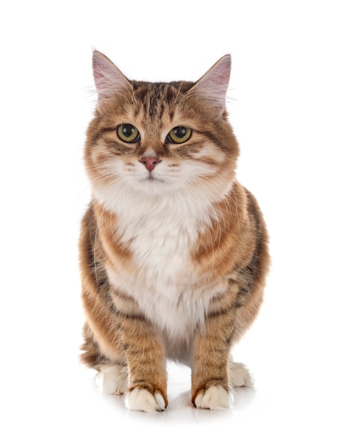 Young Kurilian Bobtail isolated