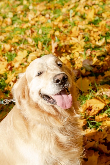 Young labrador retriever dog in the fallen yellow maple leaves in autumn park