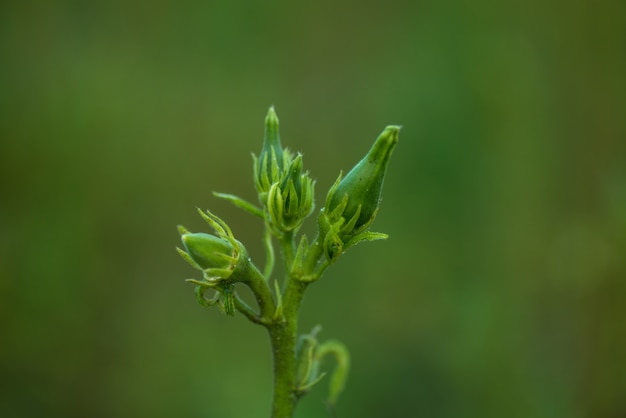 Young Ladyfinger or okra growing on the plant in the farm field.