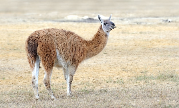 Young lama stay on the field