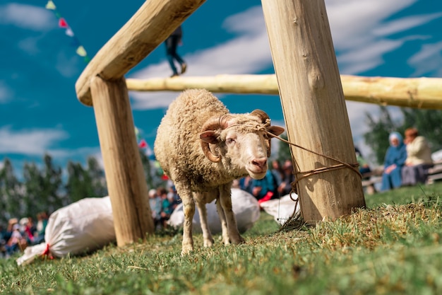 A young lamb tied to a post. folk festival