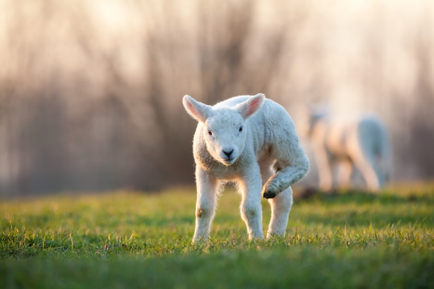 Young lamb