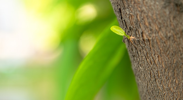 The young leaves grown up from the tree