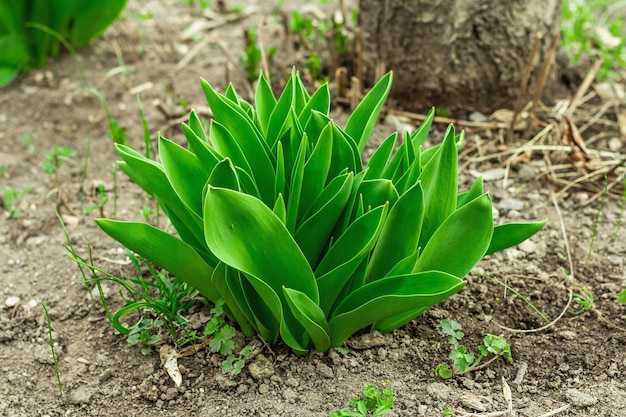 Young leaves of tulips in the garden Spring seasonal of growing plants Gardening concept