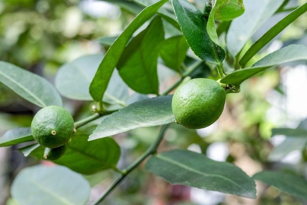 Young lemons close up in the garden on the tree with leaves