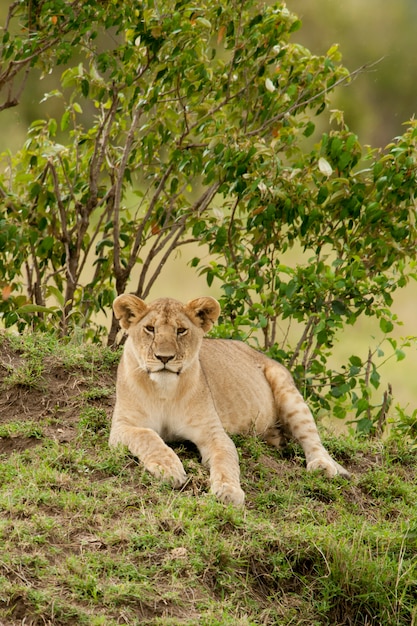 Young Lion in the Savannah