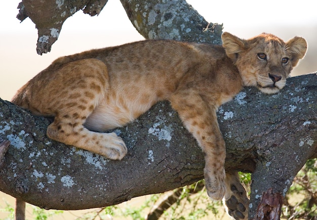 Photo young lion on a tree