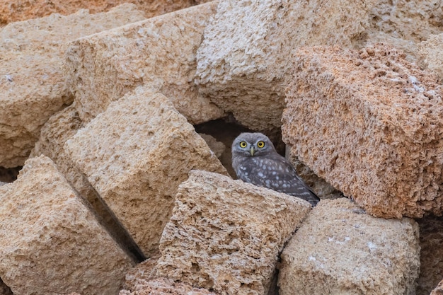 A young little owl Athena noctua hides in the rocks