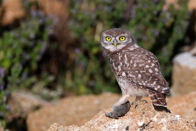 Young Little owl Athene noctua stands on a stone and holds a mouse in his paw