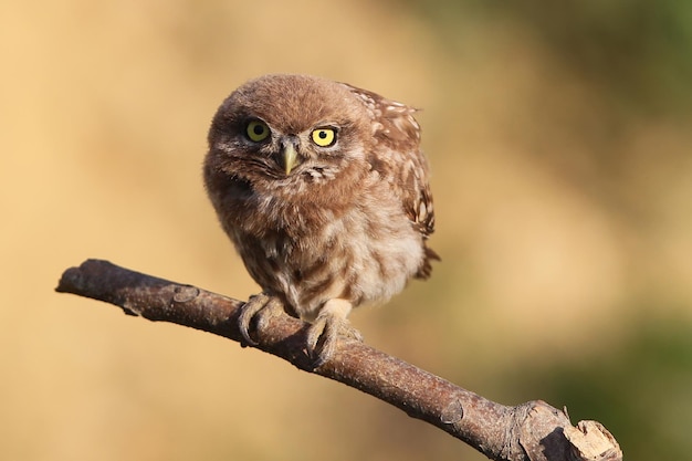 Young little owl posing sits on a branch on beige blurred background. Close up and detailed shot