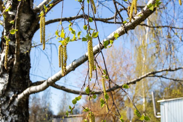 Young long buds on birch branches closeup