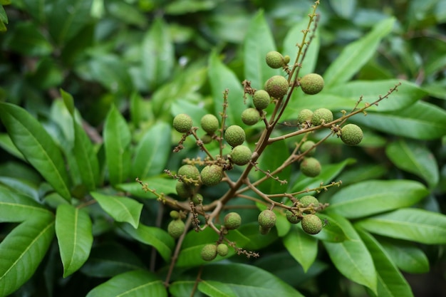 Young longan fruit