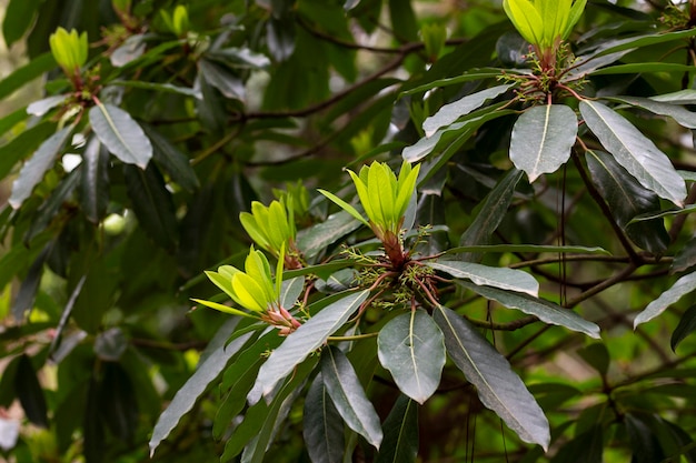 Young magnolia leaves on a branch Magnolia grandiflora commonly known as the southern magnolia or bull bay