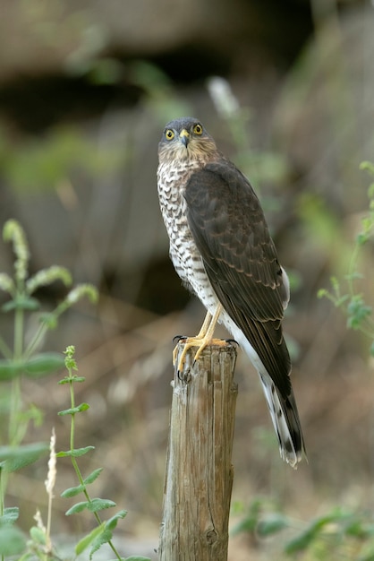 Young male Eurasian sparrow hawk at a natural water point in a pine forest in summer