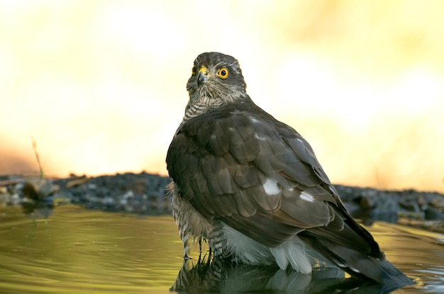 Young male Eurasian sparrowhawk at a water point in a Mediterranean forest in the last lights