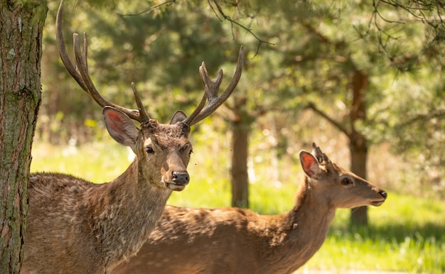 Young male and female red deer in the forest. This species is valuable for its fur and horns, which attracts the attention of poachers.