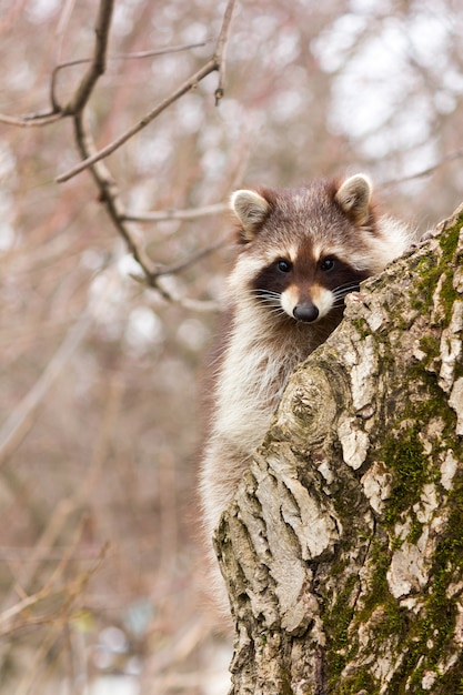 A young male raccoon gargle on a tree trunk close-up