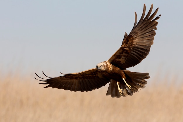 Young male of Western marsh harrier flying with the last lights of the afternoon