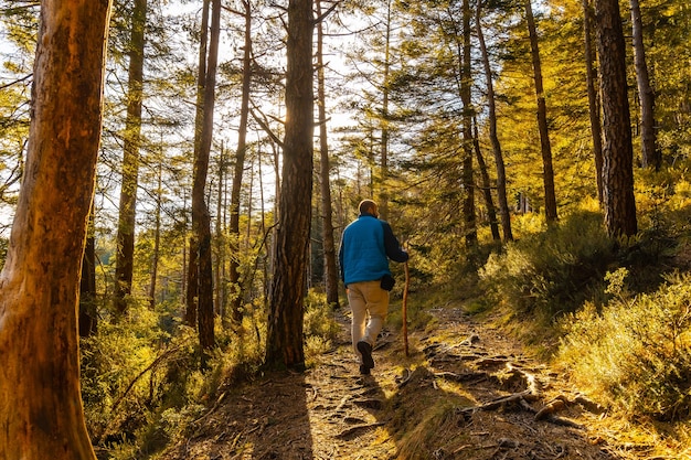 A young man in a blue jacket on a trek through the woods one afternoon at sunset. Artikutza forest in Oiartzun, Gipuzkoa. Basque Country