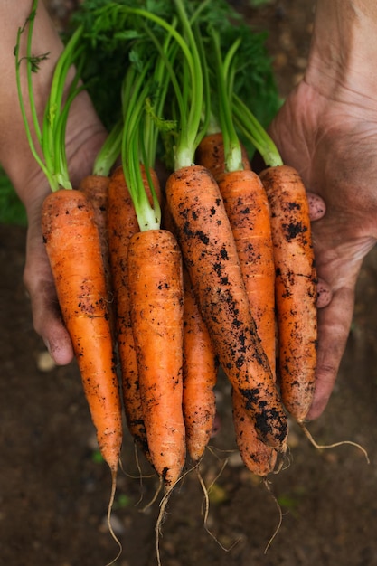 Young man farmer worker holding in hands homegrown harvest of fresh orange carrots Private garden orchard natural economy hobby and leisure concept