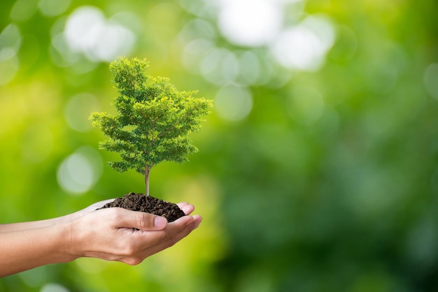 Young man holding young green plant in hands Earth day spring holiday concept He believed that planting trees would reduce the temperature reduce air pollution and save the world