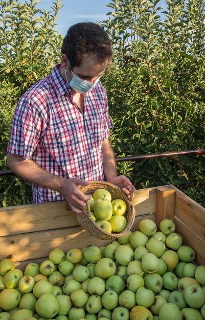 Photo young man in plaid shirt picking apples in a fruit tree plantation with face mask for coronavirus