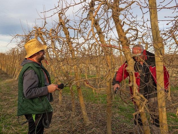 Young man in straw hat pruning fruit trees in winter with electric shears Agriculture concept