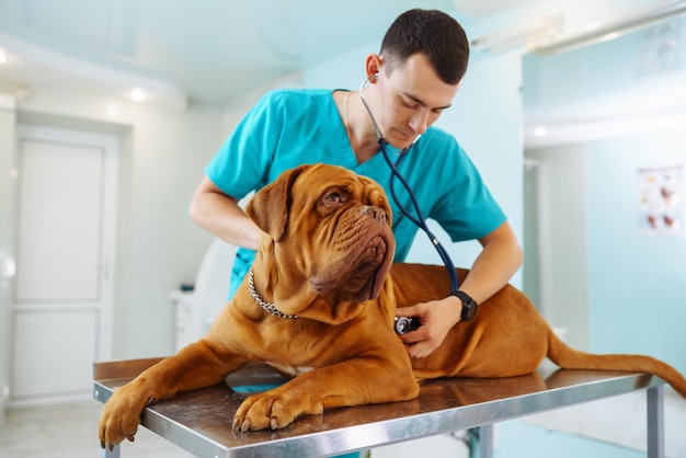 Young man veterinarian examining dog on table in veterinary clinic Medicineanimals health care